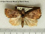 Athetis flavipuncta